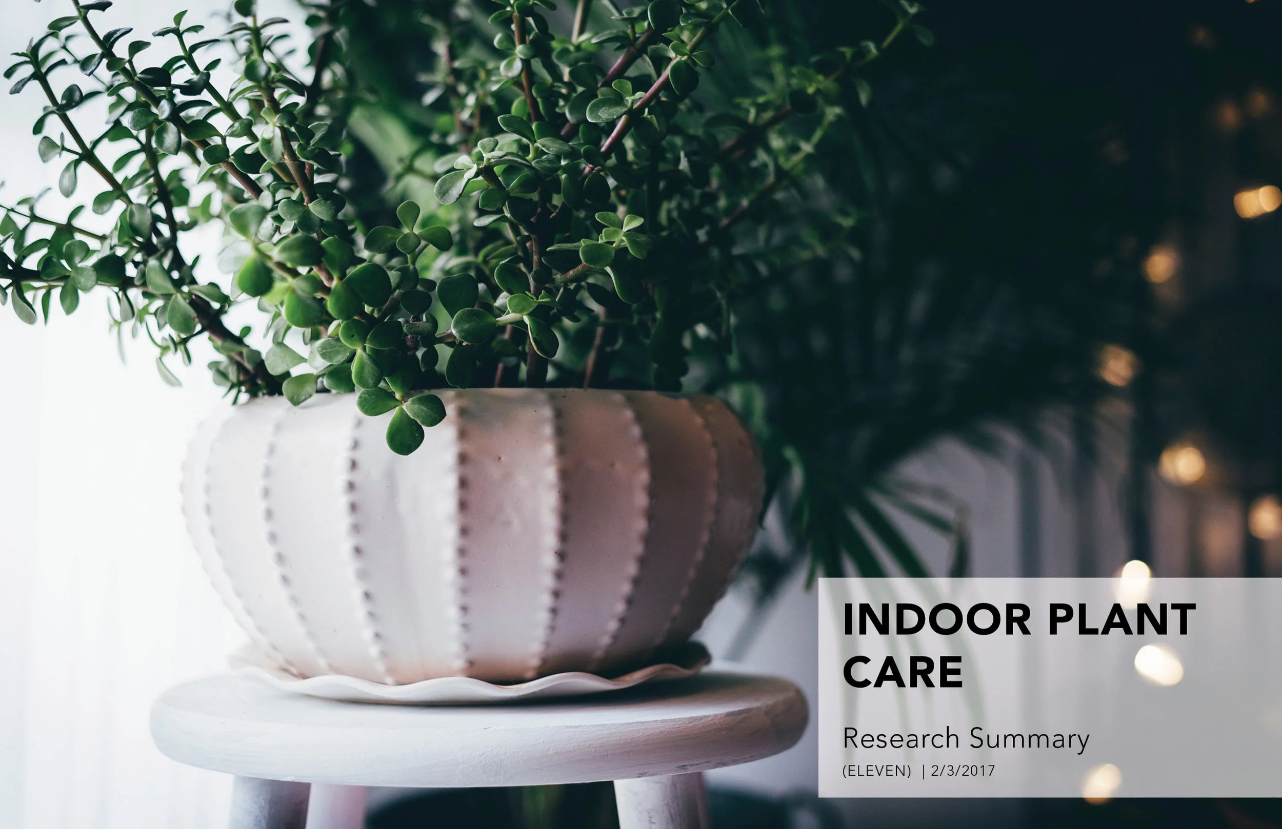 Indoor_Plant_V4.jpg