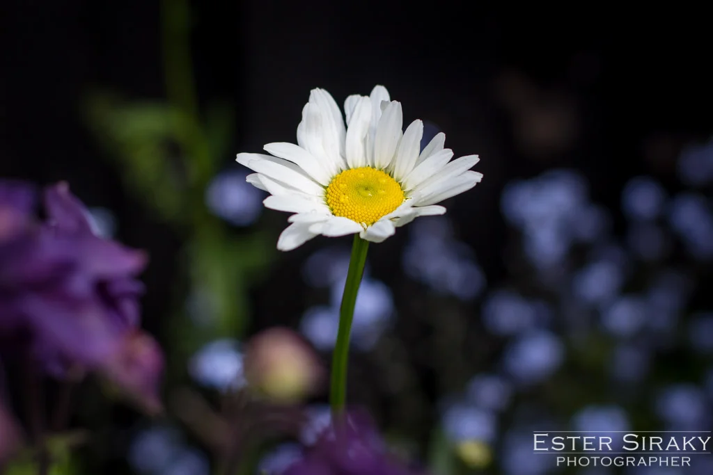 IMG_3784.jpg