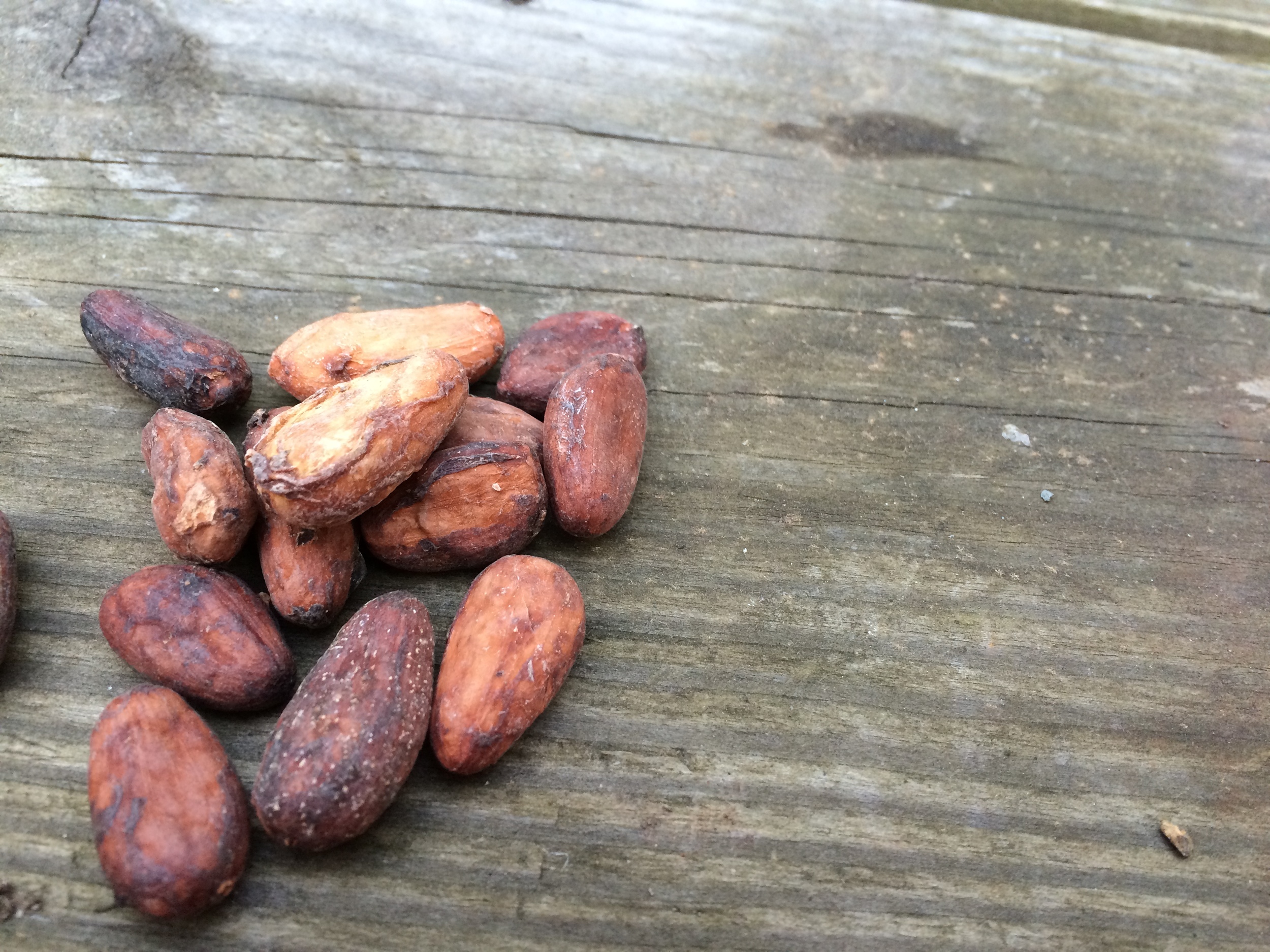 Raw cacao beans from Venezuela, sourced through Dandelion Chocolate. 