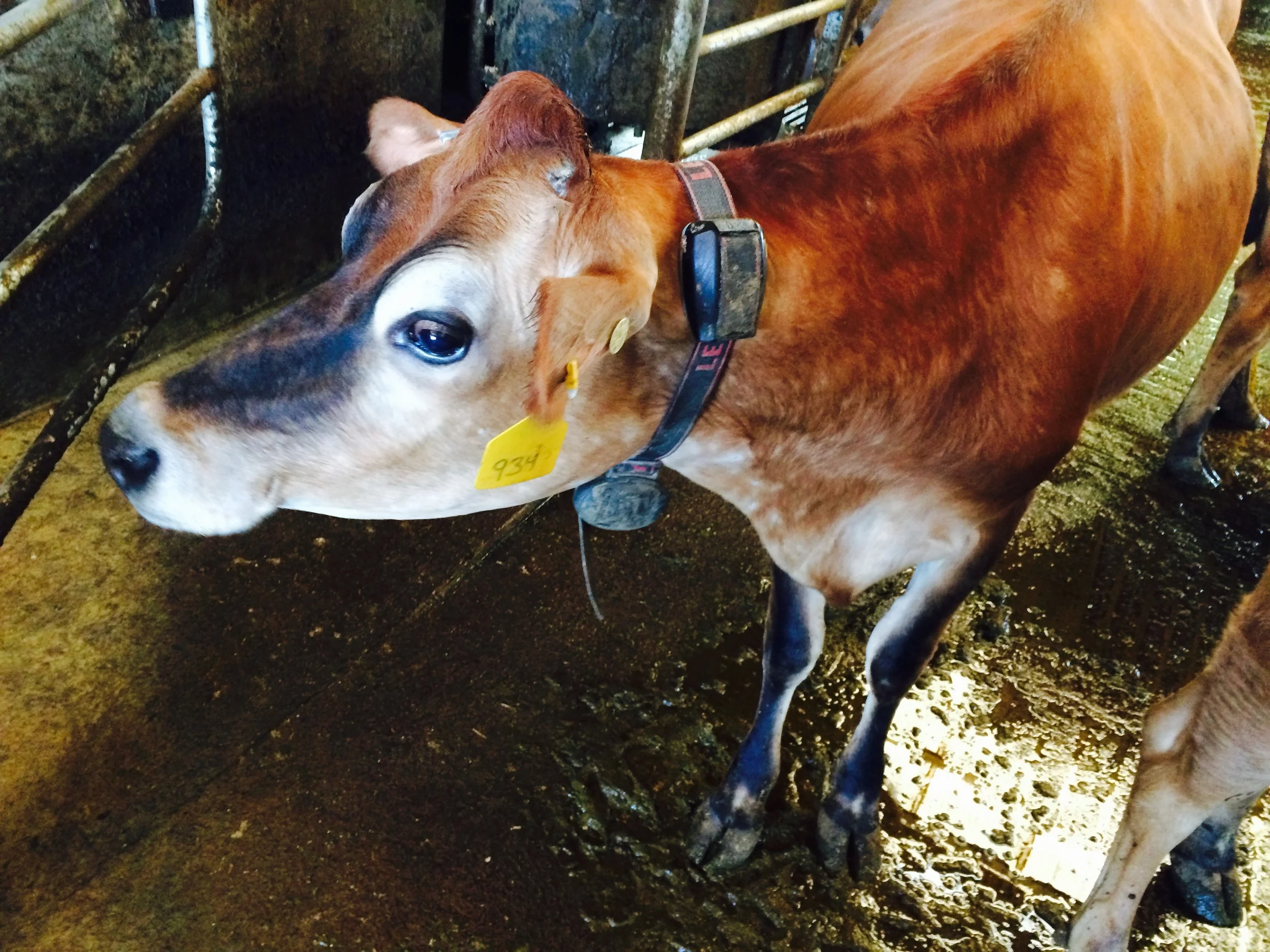 A beautiful bovine at Twin Brook Creamery, Lynden, WA. Photo by William Dixon, 2015.&nbsp;