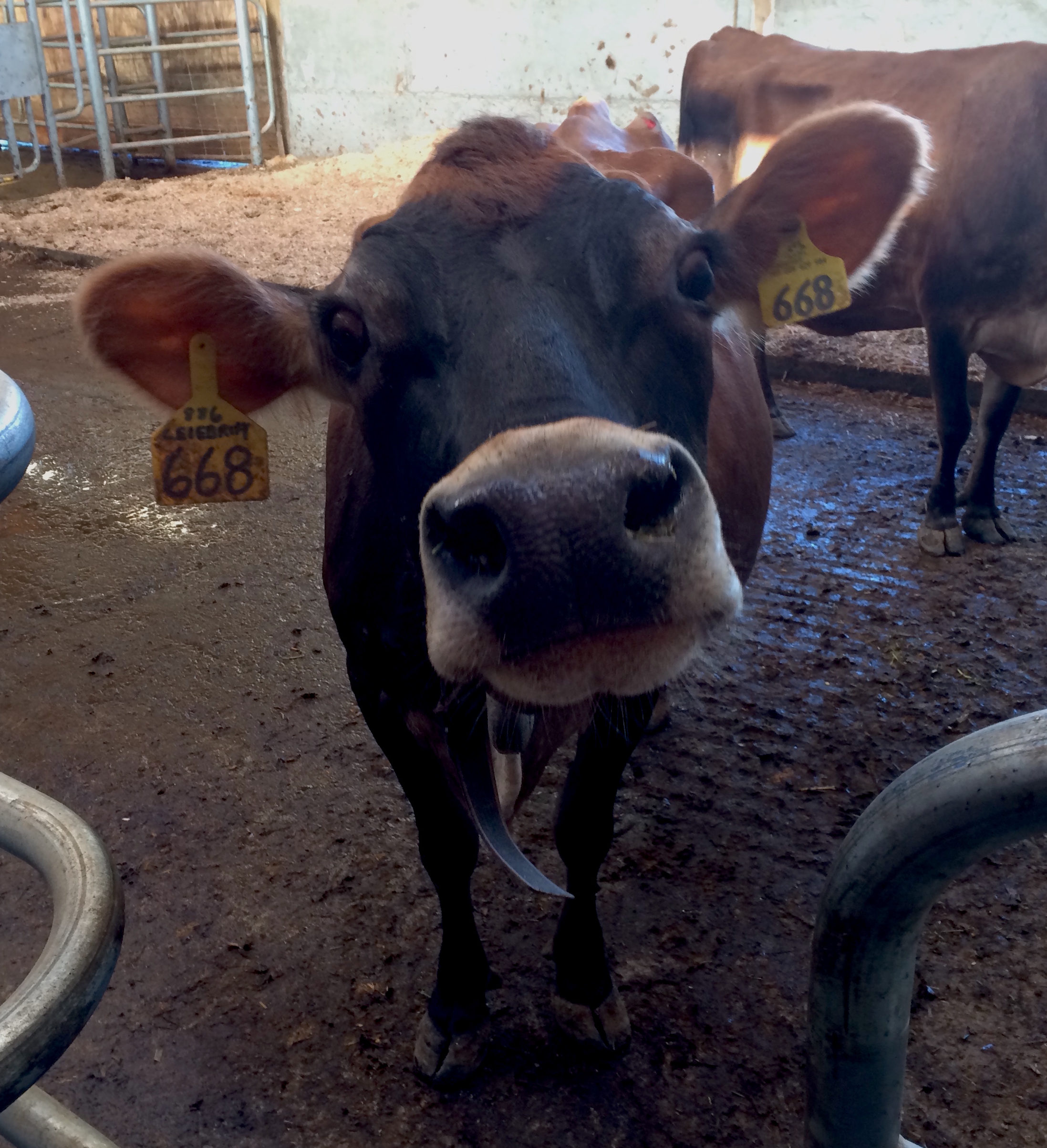 Cows are curious. Twin Brook Creamery, Lynden, WA. Photo by William Dixon, &nbsp;2015.