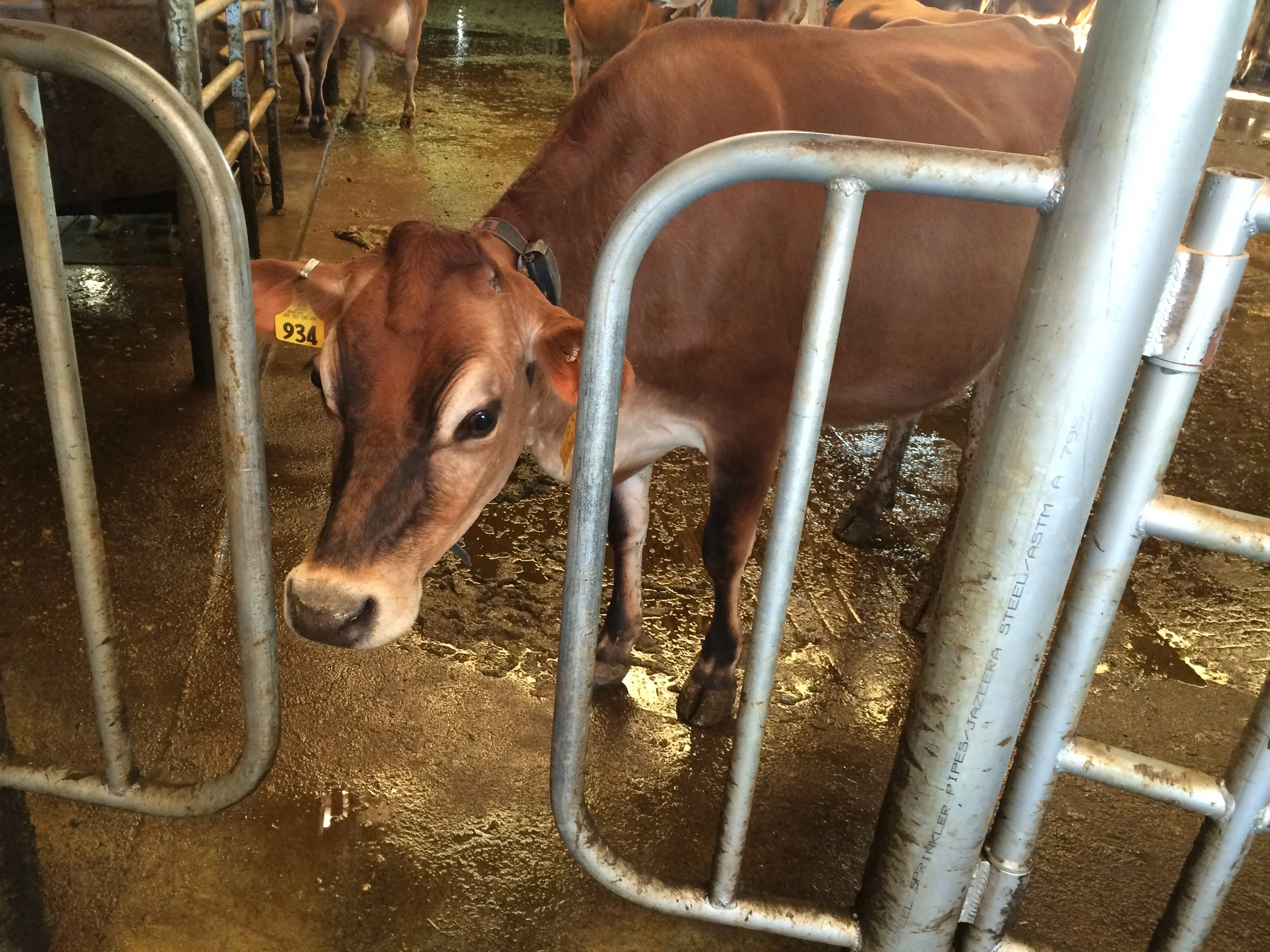 The Future of the Small Dairy