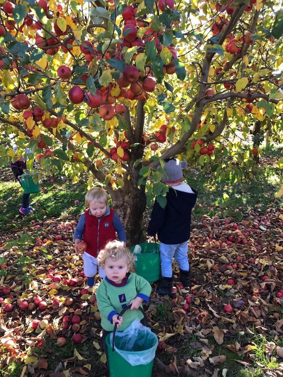 Enjoying apple picking at Hillside Orchard in Borenore, 10 minutes from Orange by car.