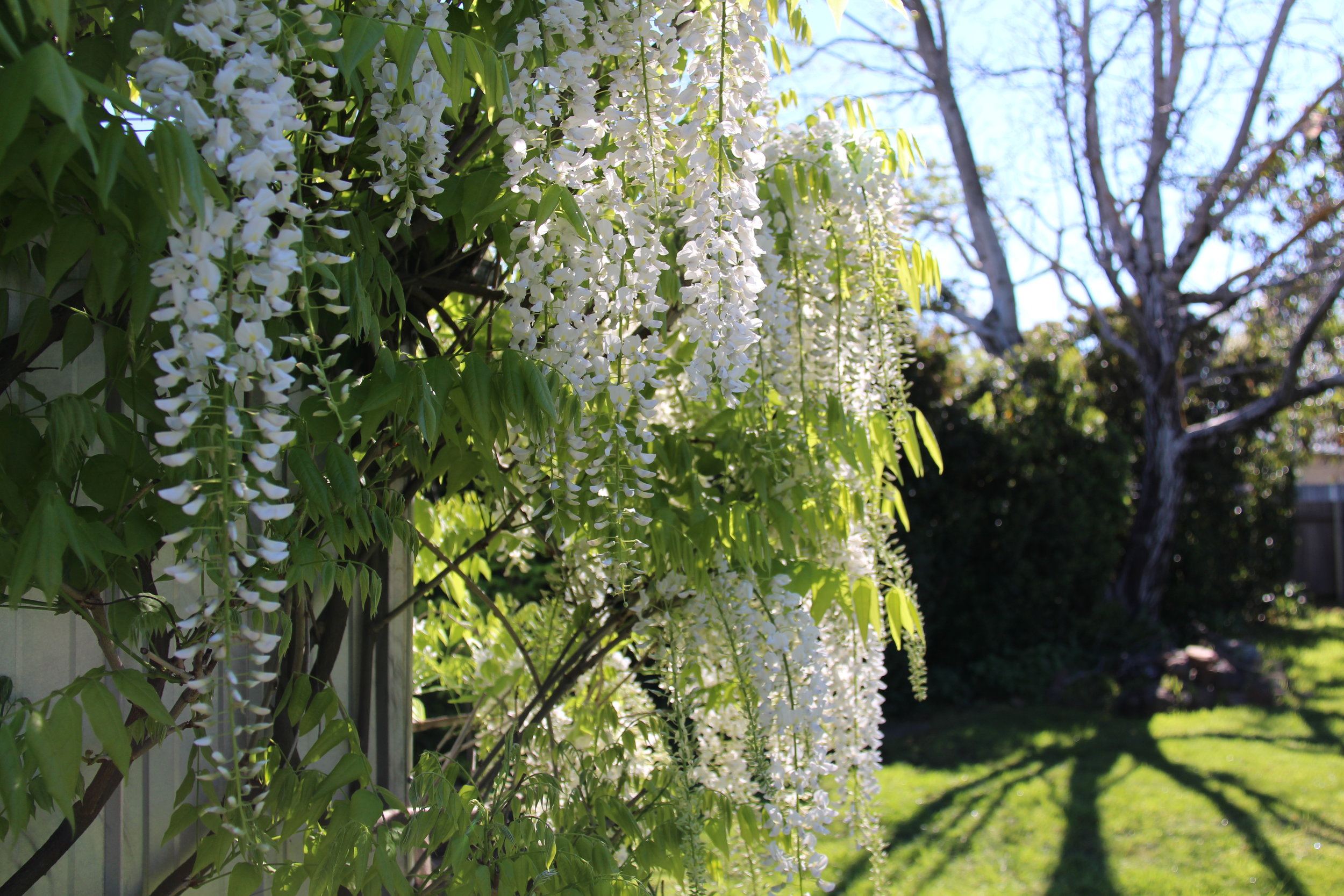 Flowers in the garden at Dalton St Studio