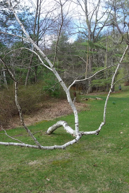 taken by Peter Pierson of Grafton Web Sites