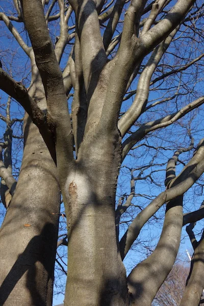 a mulit-hipped tree