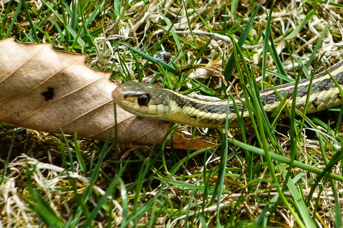 Garter Snake