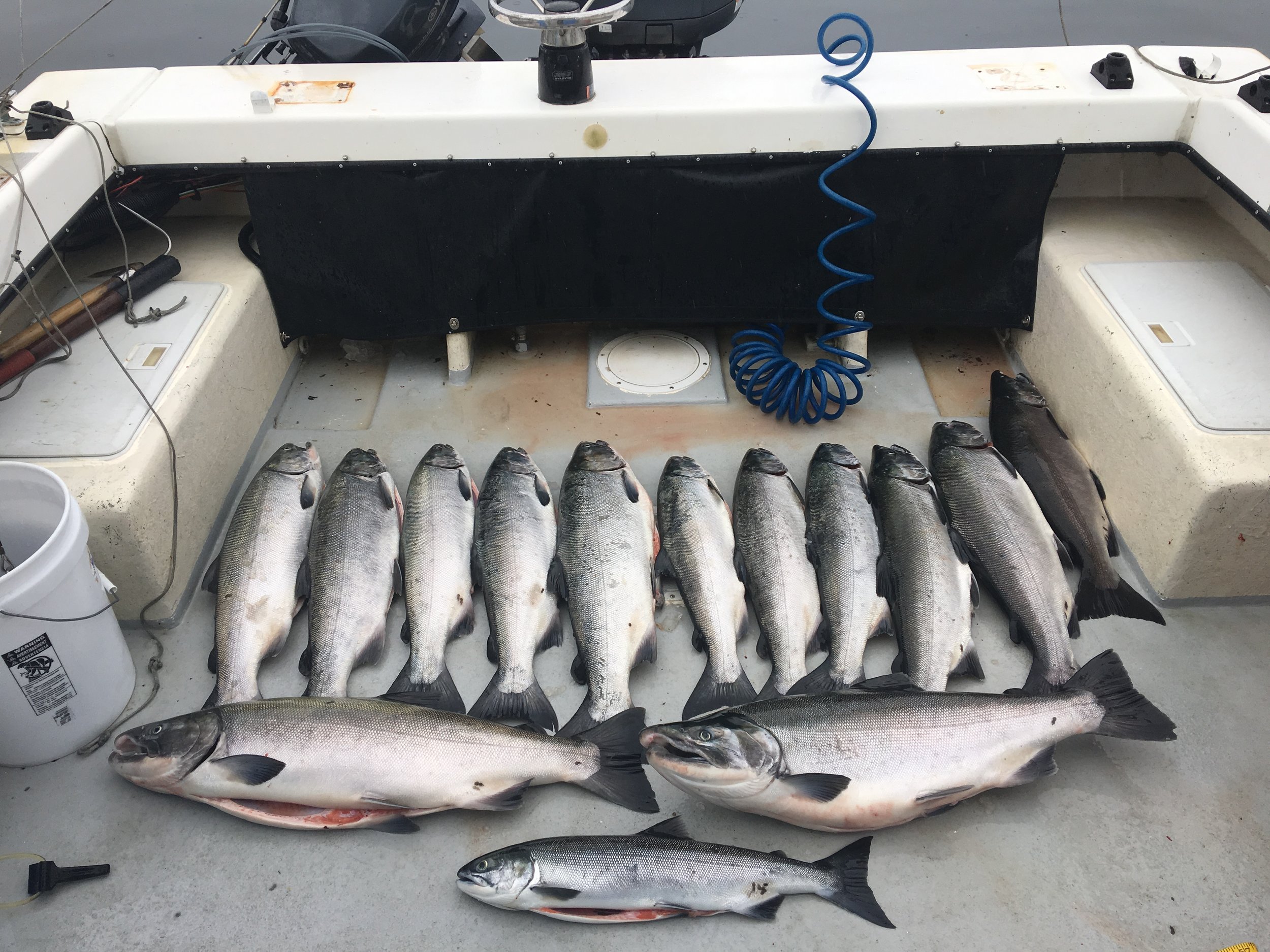 Great coho fishing
