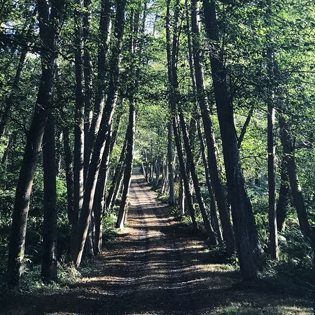#throwback #tbt #staygrounded #trees #paths #nature #mirrors #life #washington #vashonisland #memories