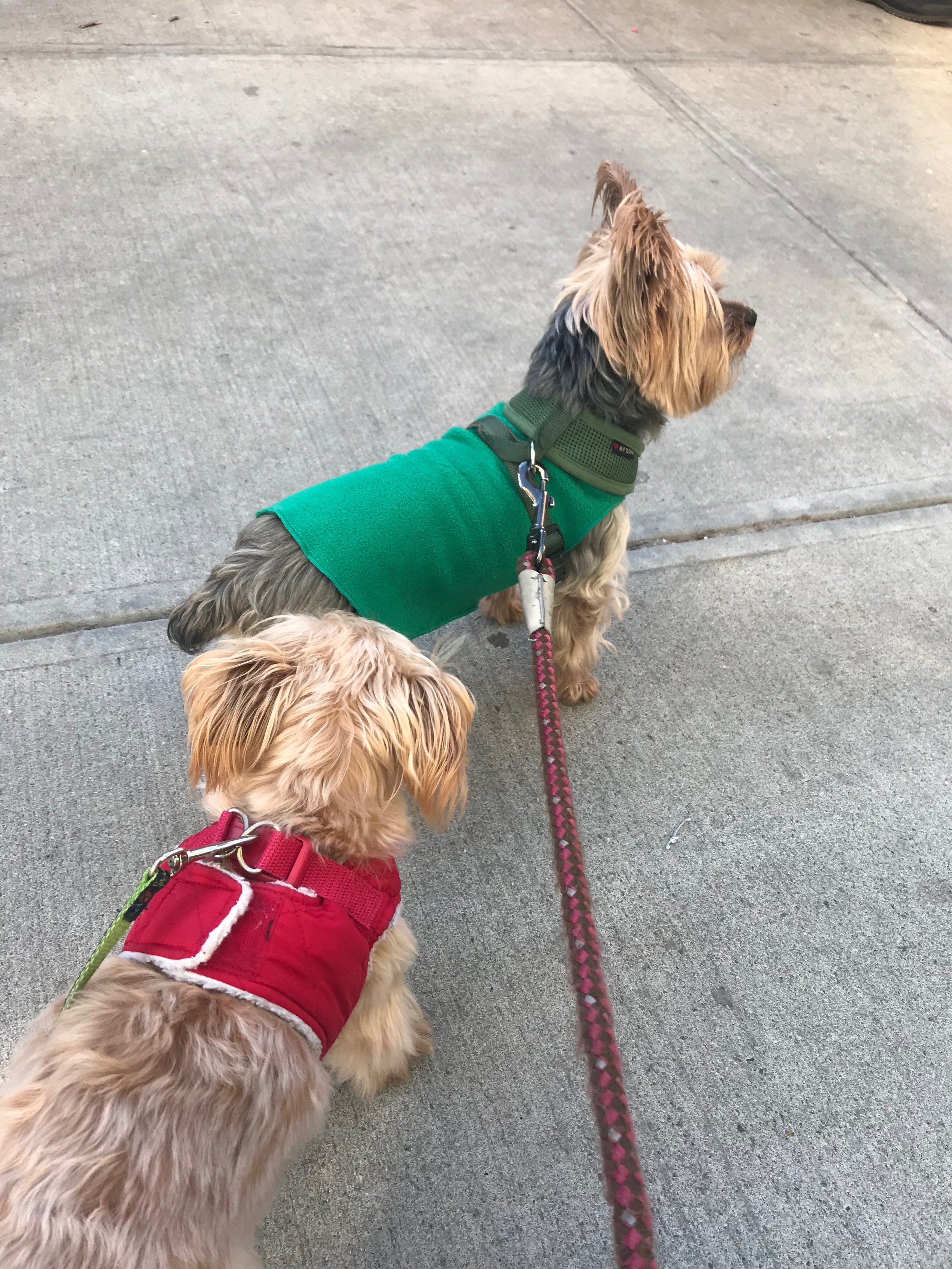 What to do in a pet emergency 