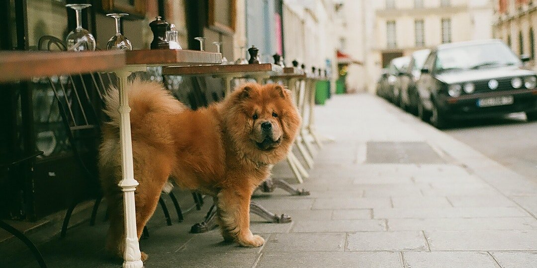 Marketing 101 for Small Businesses: Connecting with your Pet Friendly Community to Drive Your COVID Recovery