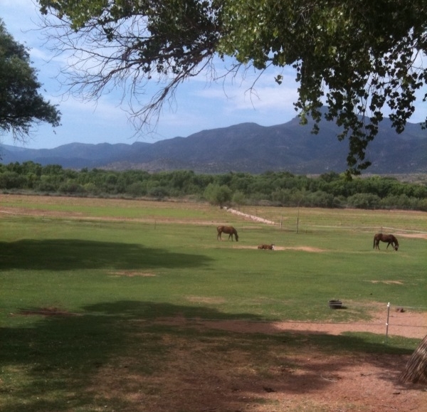 Just one of our many beautiful pastures with happy horses.