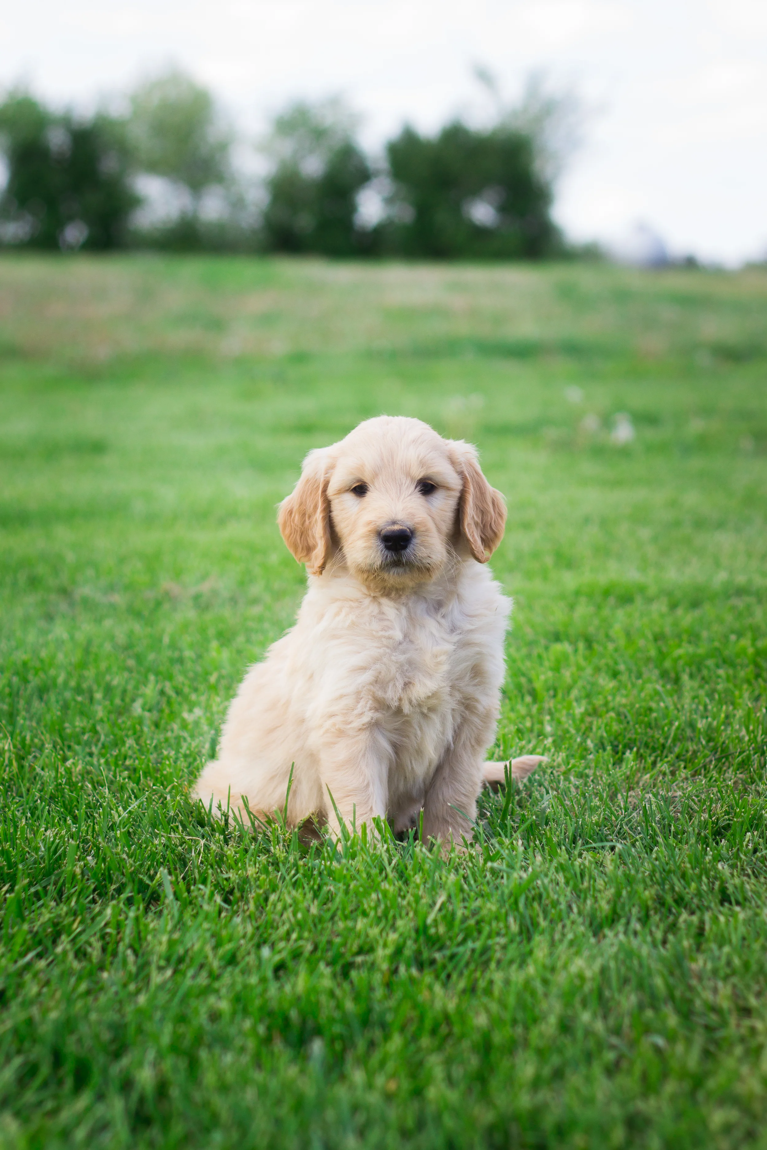 GoldenPupsIMG_5601.jpg