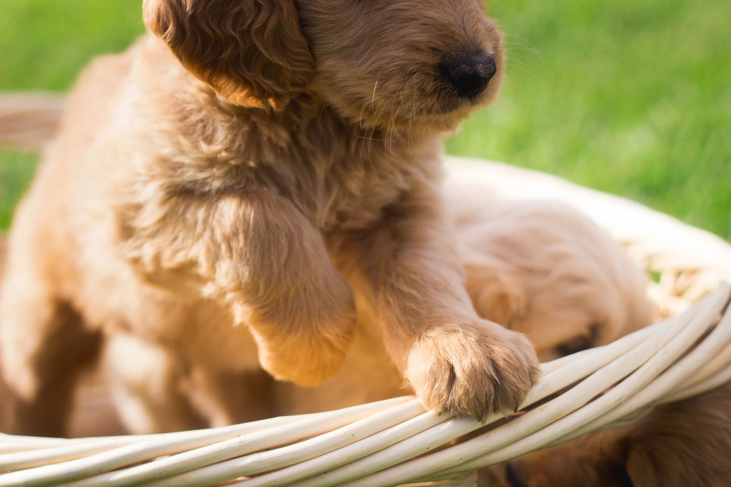 GoldenPupsIMG_5709.jpg