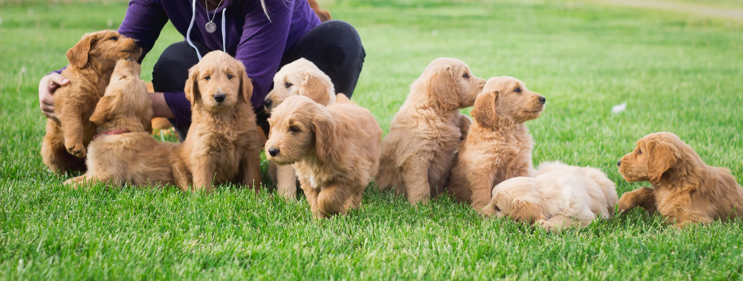 GoldenPupsIMG_5655.jpg