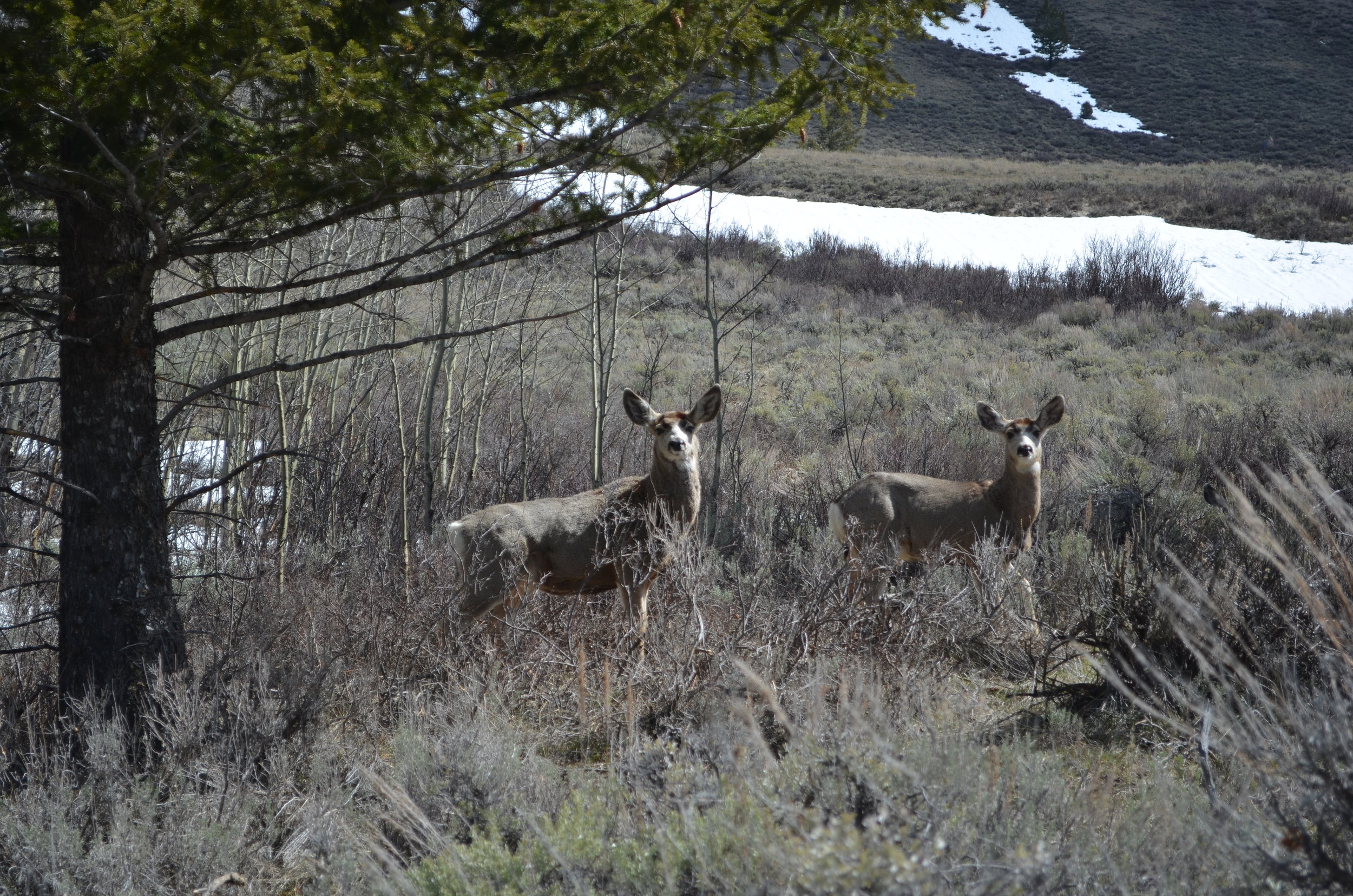 Jackson Hole, WY
