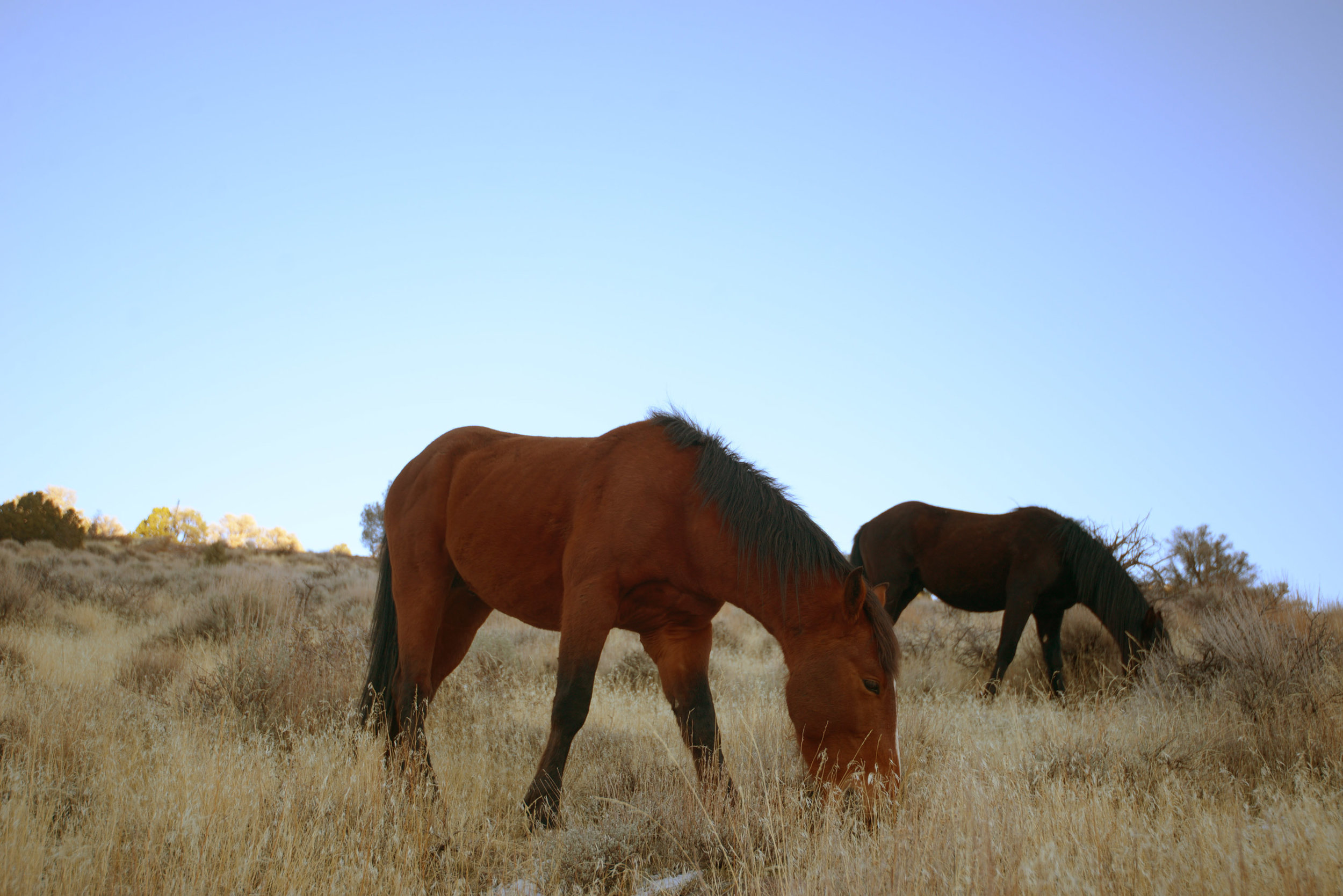 Wild horses around Virginia City.