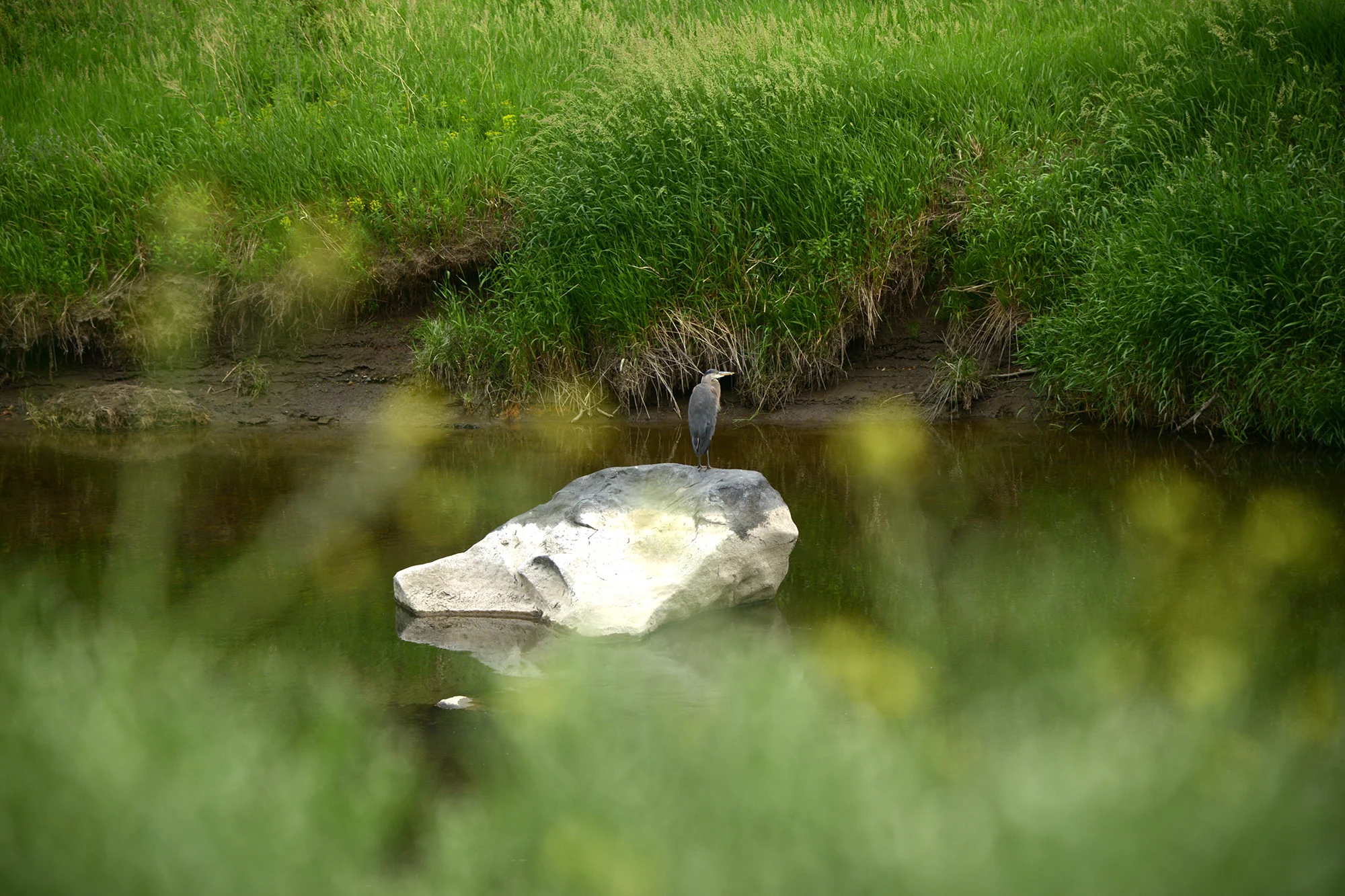 DSC_7365_s.jpg