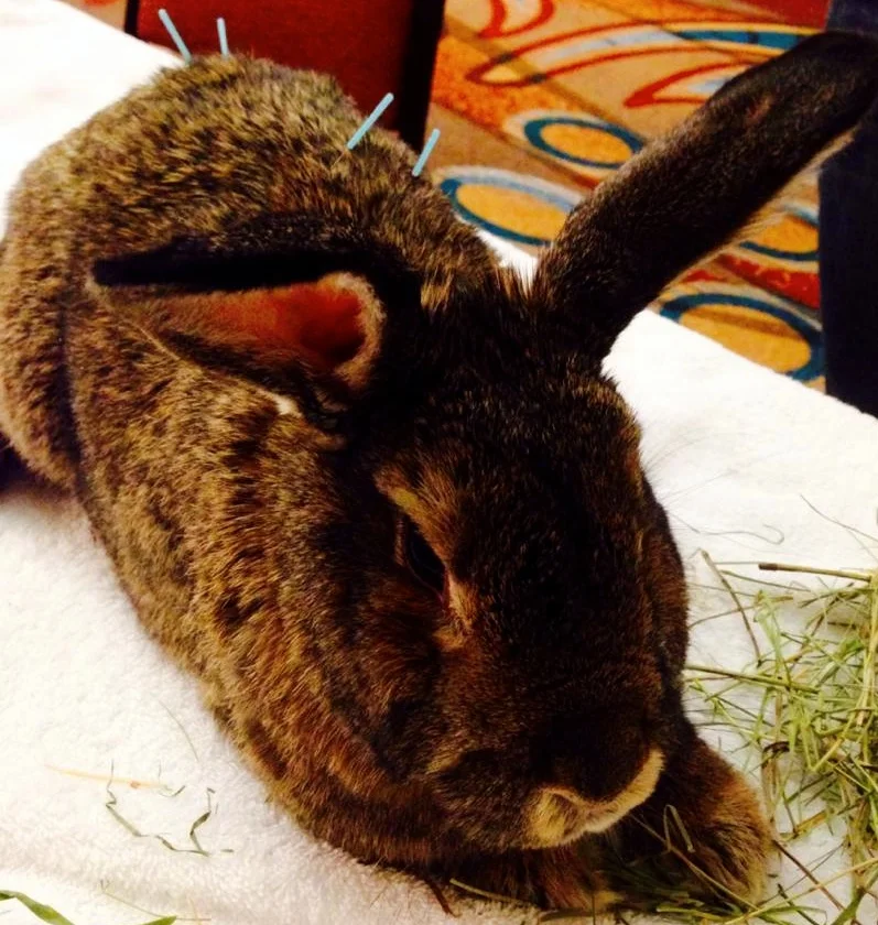 "Bentley" enjoys his acupuncture for a strained back