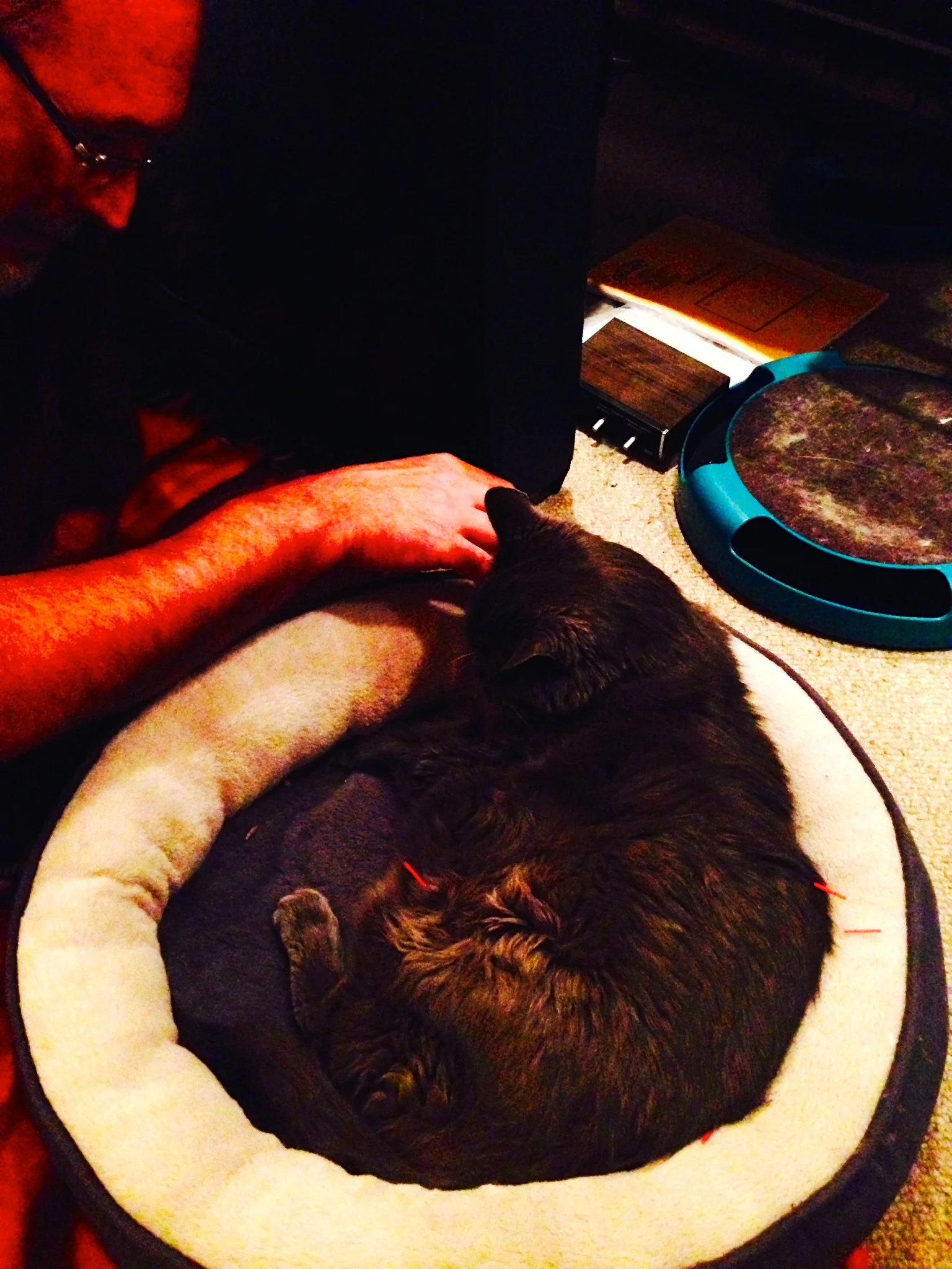 "Buster" really enjoyed his acupuncture sessions. At 18 years of age he had a lot of back arthritis and was much more comfortable after the addition of acupuncture to his therapy. See the red needles on the right.