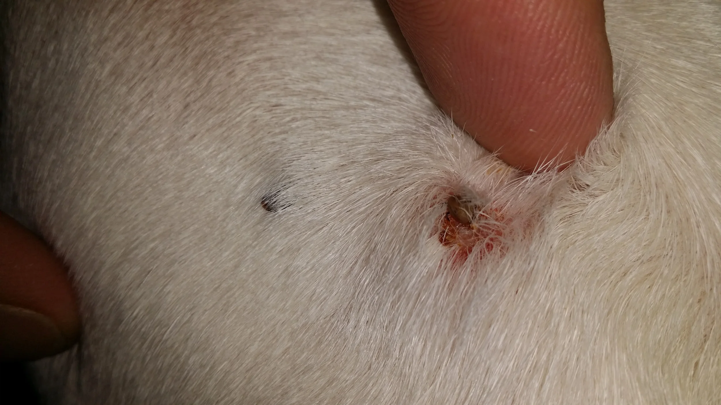 One of the embedded ticks on Al's neck 