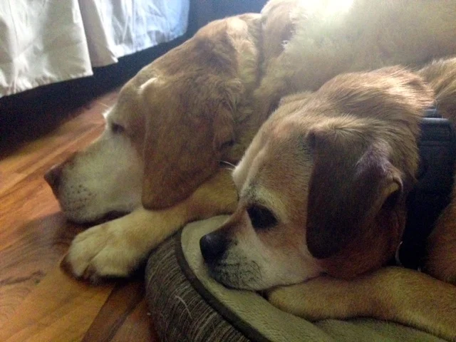 "Louie" the puggle and "Jake" were the best of friends and often slept together. Here "Louie" lays next to "Jake", right after he passed on.