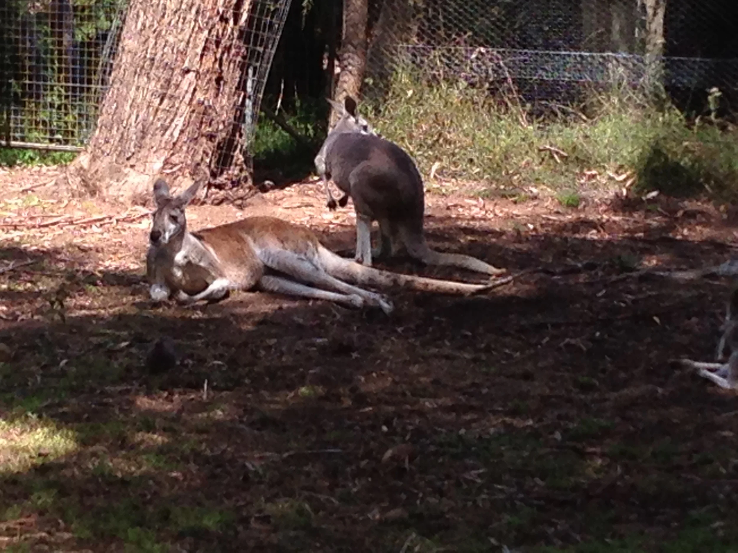 Kangaroos. They LOUNGE, I tell you. Photo credit: Martin Laskowski