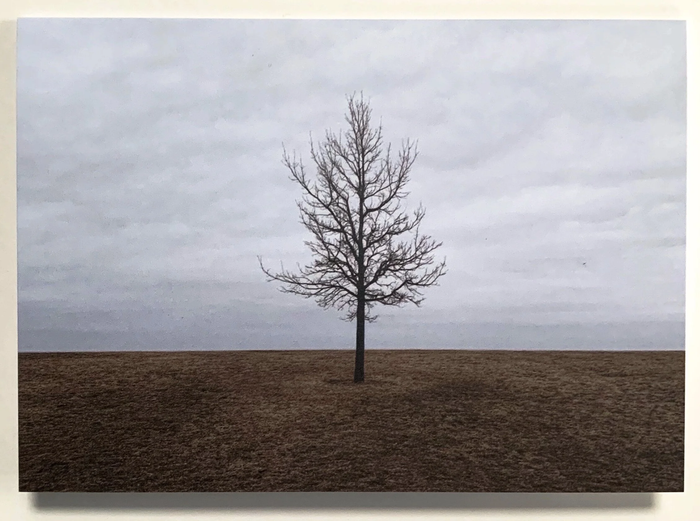 tree3.jpg