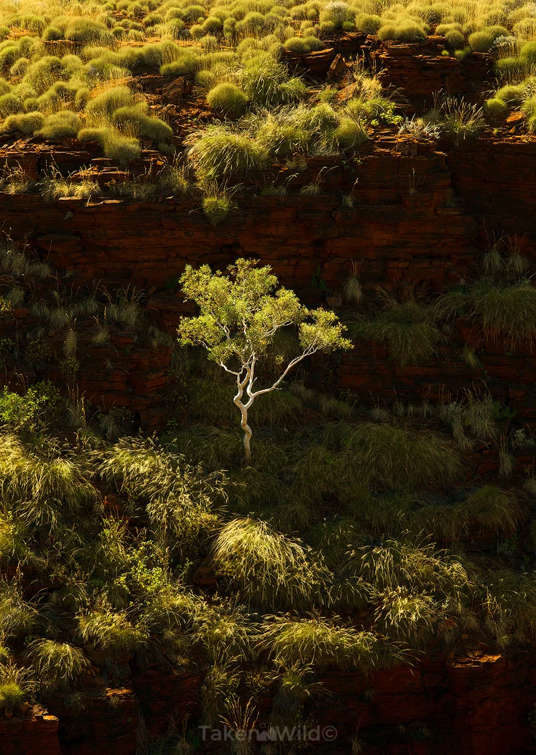 'Ghost in the Light'