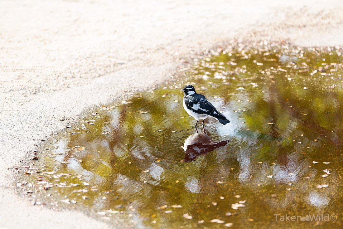 Magpie-Lark Reflection