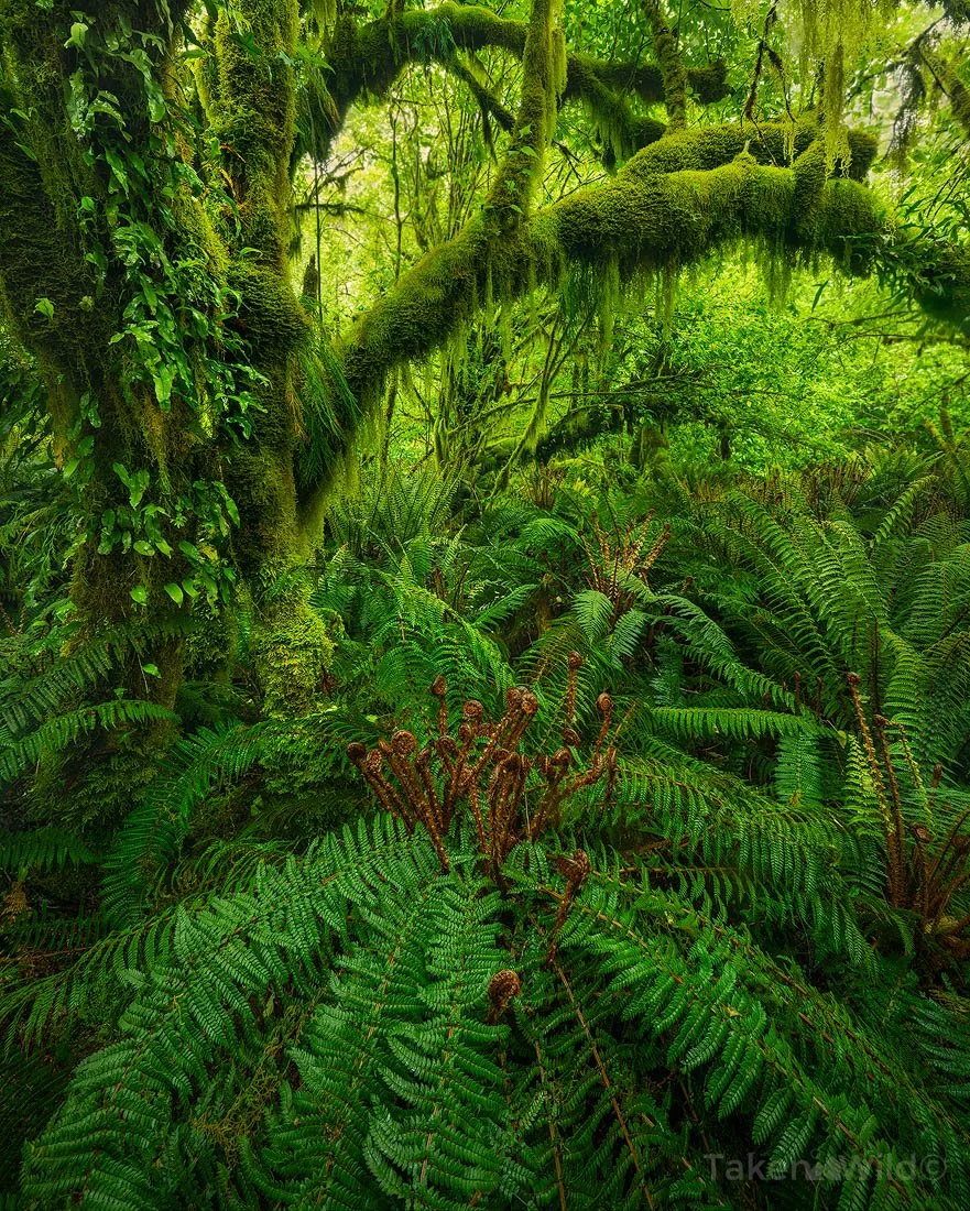 Milford Green - Dec 2018 Day 3 of the Milford Track, South Island