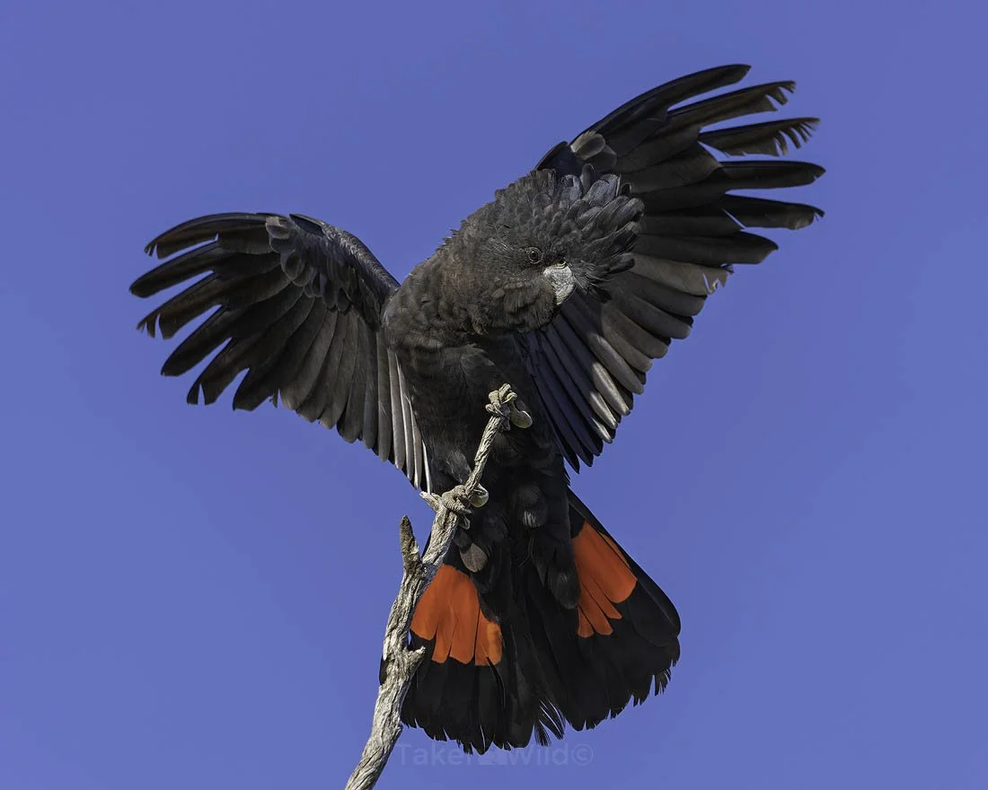 Male Red-tailed Back Cockatoo displaying