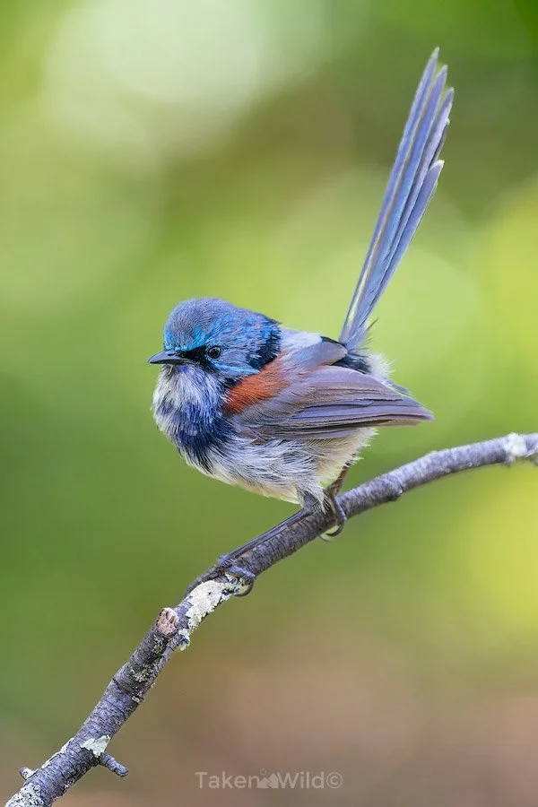 Male Red-Winged Wren in molt