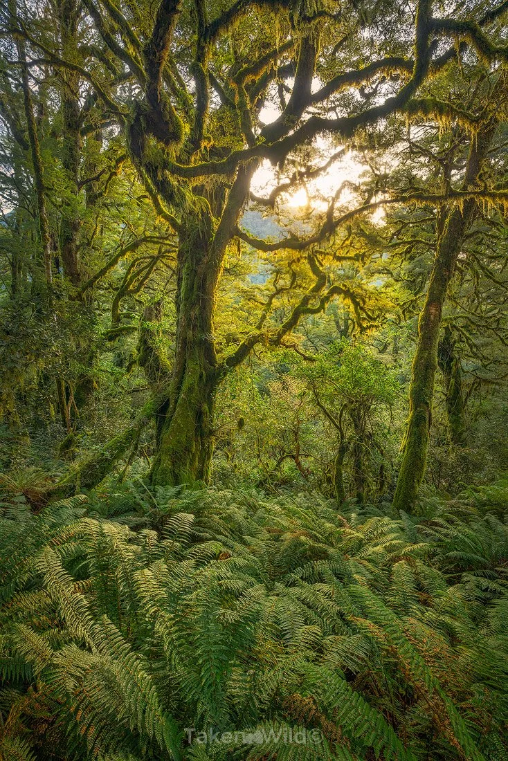  Light in the Greens - Nov 2025   Fiordland, New Zealand 