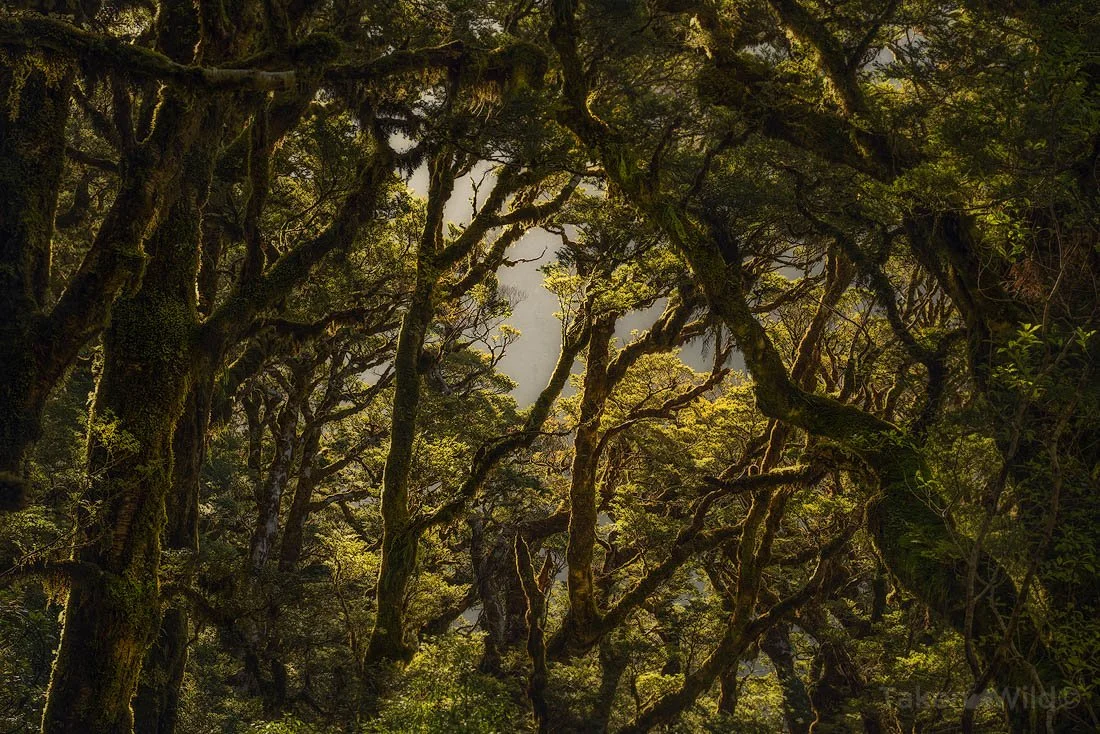  Tangled Beech - Nov 2025   Fiordland New Zealand 