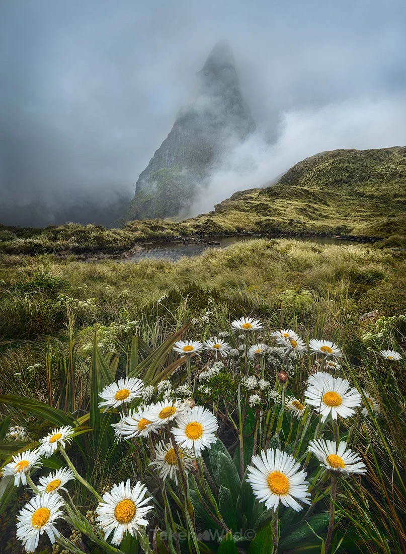  Daisies under Balloon - Dec 2018 Mackinnon Pass, New Zealand 