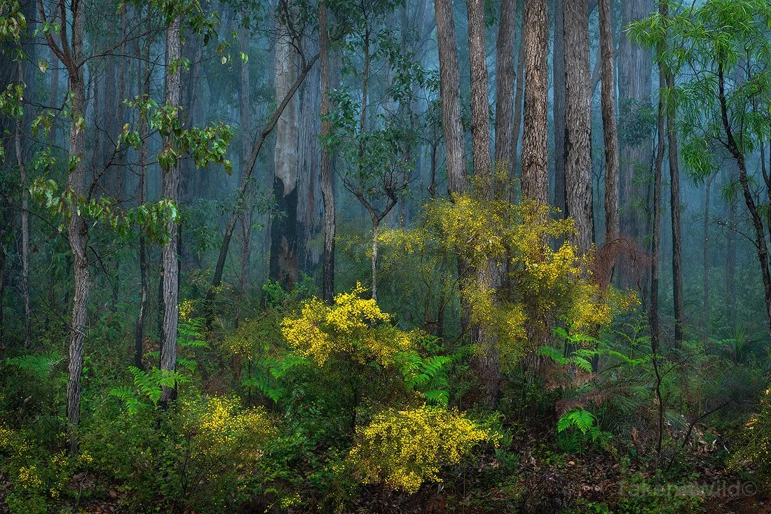  Gold Mist - Aug 2025  Dwellingup, Western Australia 