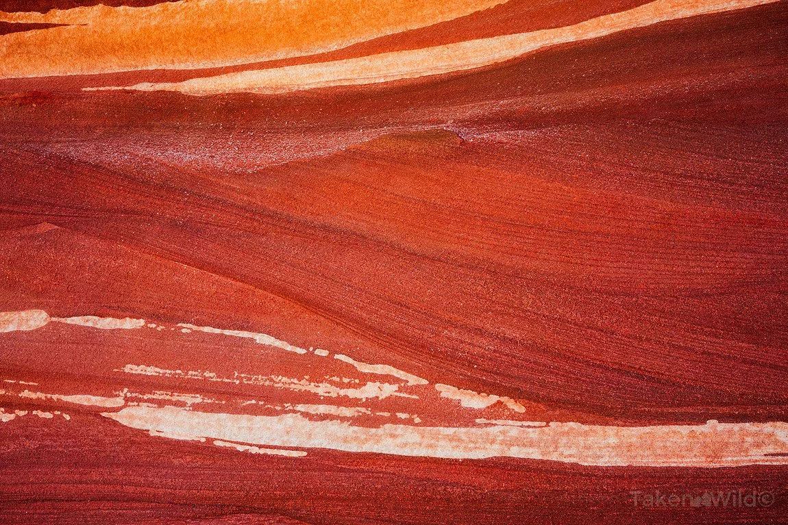  Muscle - Sep 2021  Kalbarri, Western Australia 