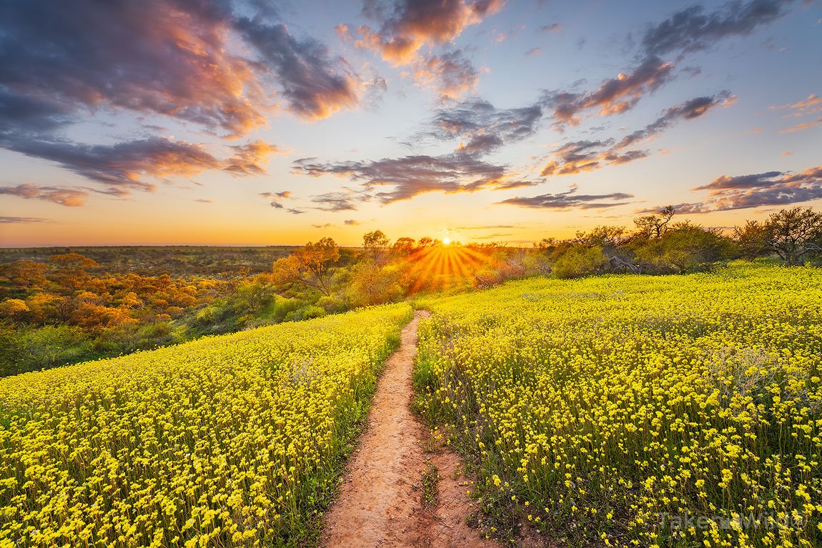  Path of Gold - Sep 2025   Coalseam Reginal Park, Western Australia 