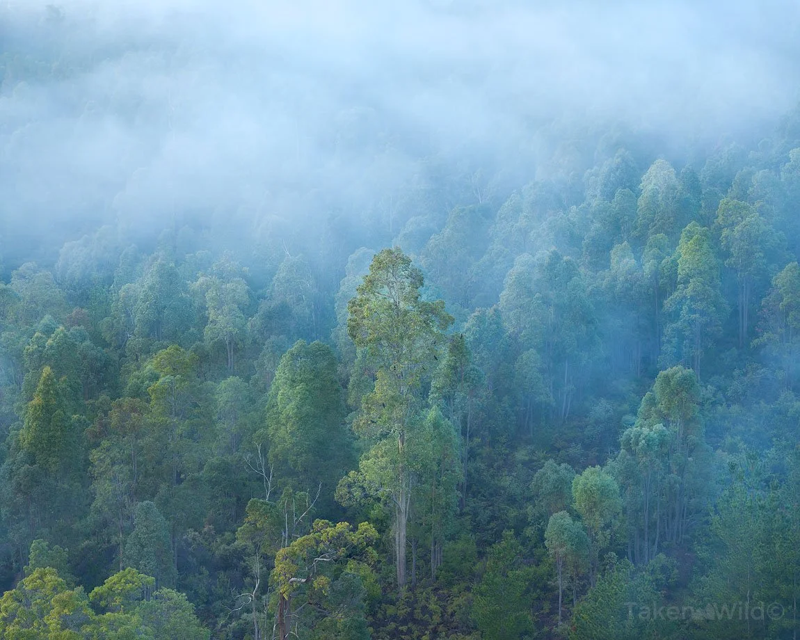  Morning Breathing - June 2025   Dwellingup, Western Australia 