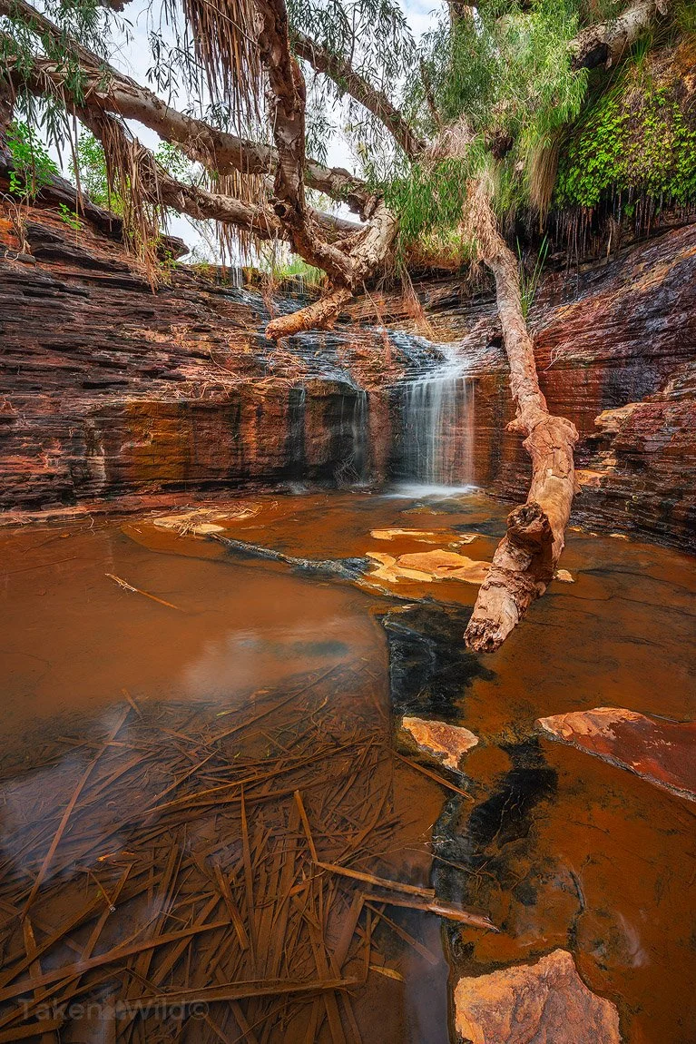  Paper Spider - June 2022 - Karijini NP, Western Australia 