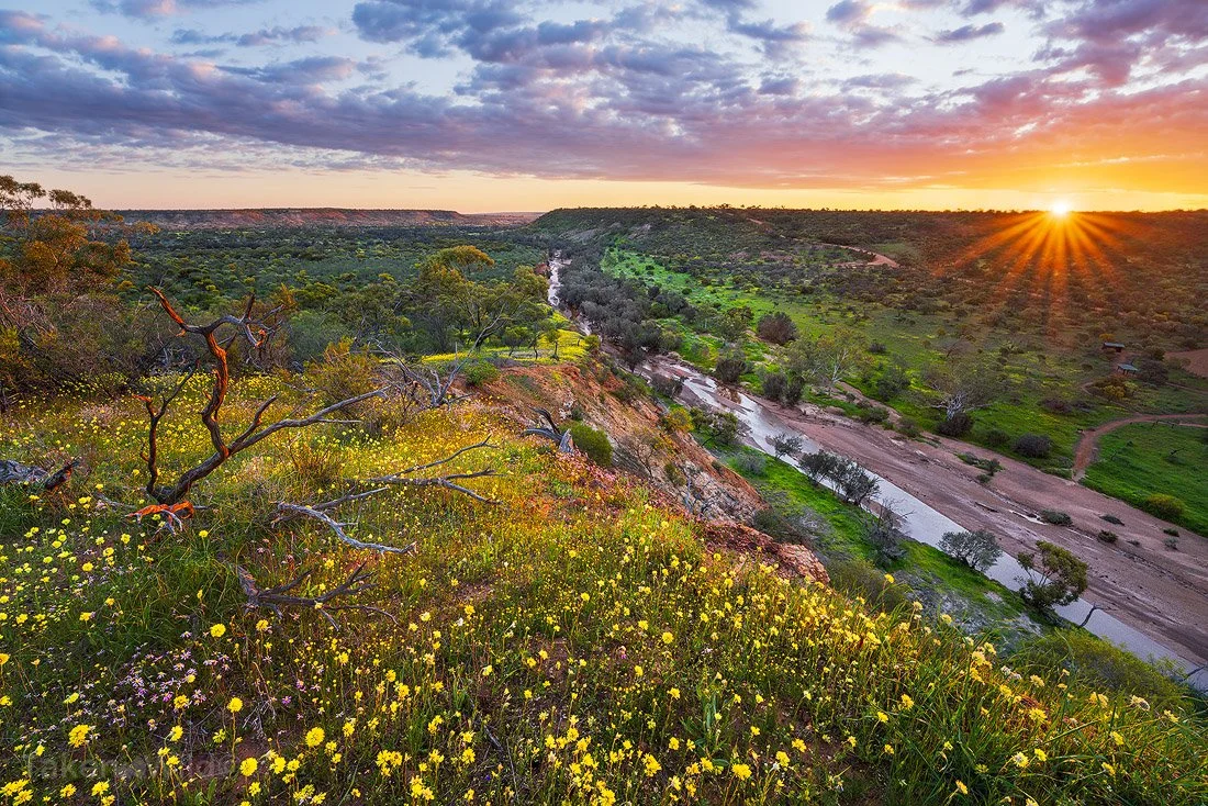  Everlastings on the Irwin River - Sep 2025   Coalseam Conservation Park, Western Australia 