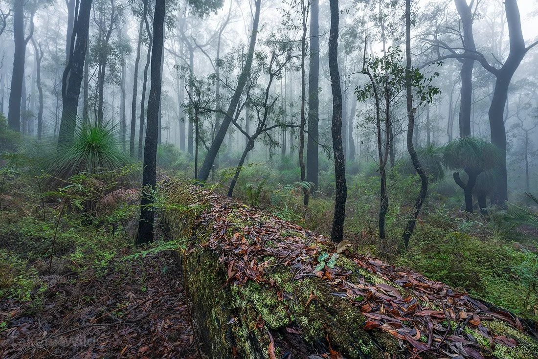  Fallen Jarrah - June 2024  Dwellingup, Western Australia 