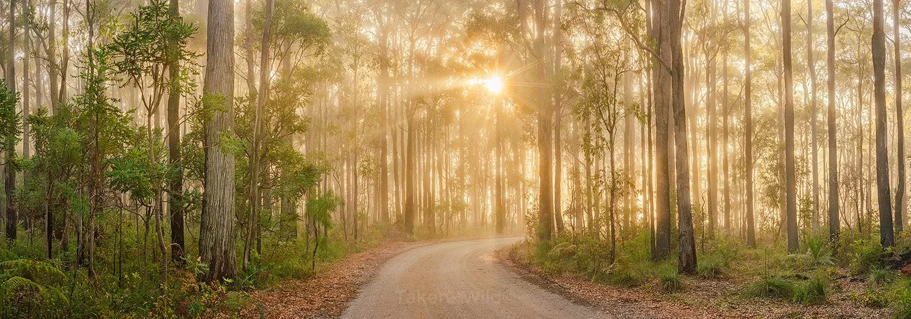  Light this Path - Sep 2021  Dwellingup, Western Australia  I shot this panorama with the Voigtlander apo lanthar 50mm f2, one of the sharpest lenses ever made with almost no optical imperfections. Shooting into the sunrise and fog, with atmosphere t