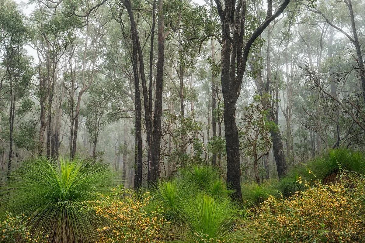  Painted Morning - Sep 2025 Dwellingup, Western Australia 