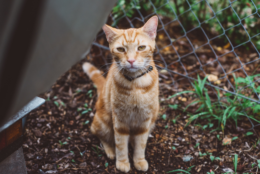 FELINE_Friends12.jpg