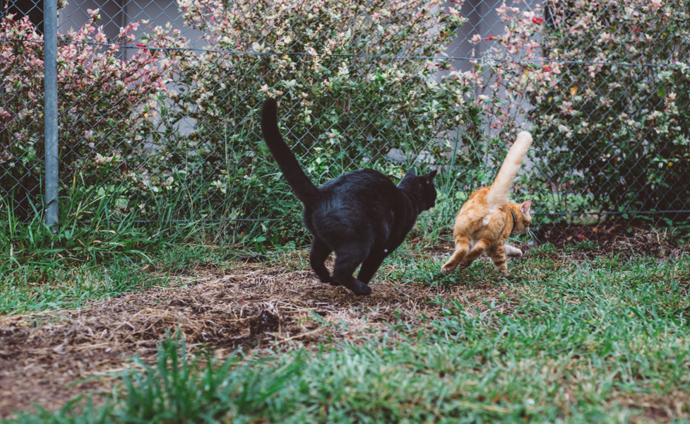 FELINE_Friends13.jpg