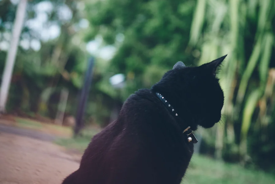 FELINE_Friends9.jpg