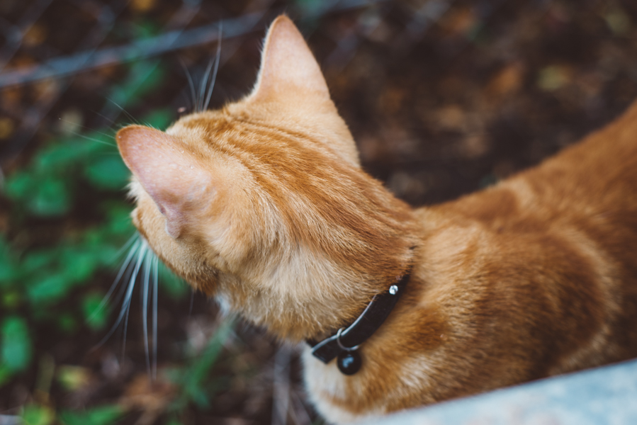 FELINE_Friends7.jpg