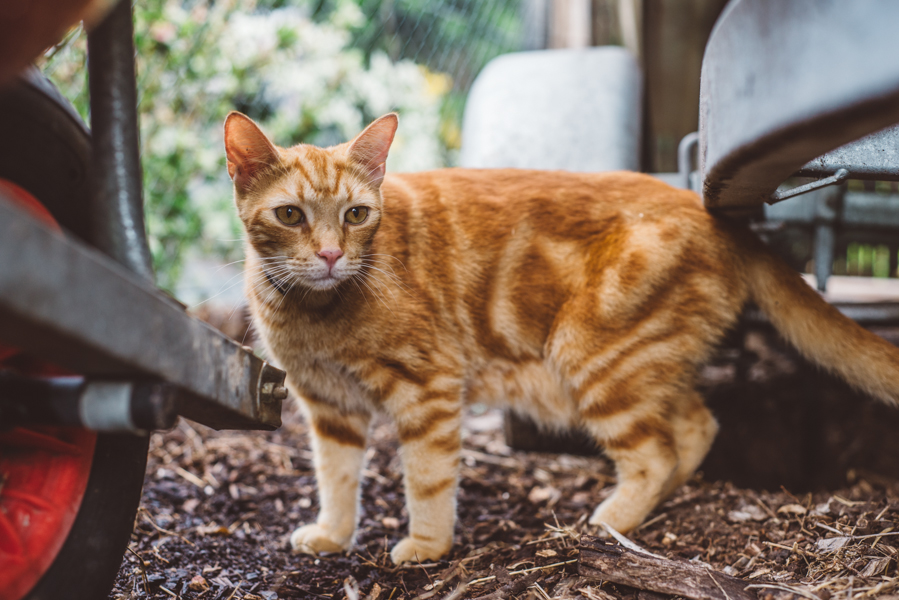 FELINE_Friends6.jpg